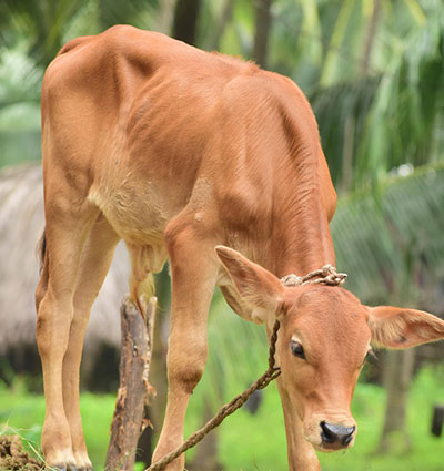 adopt-calf