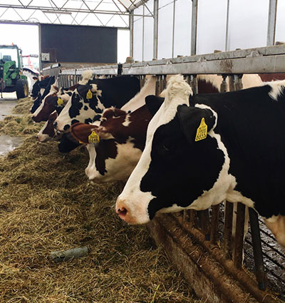 cow-protection-services