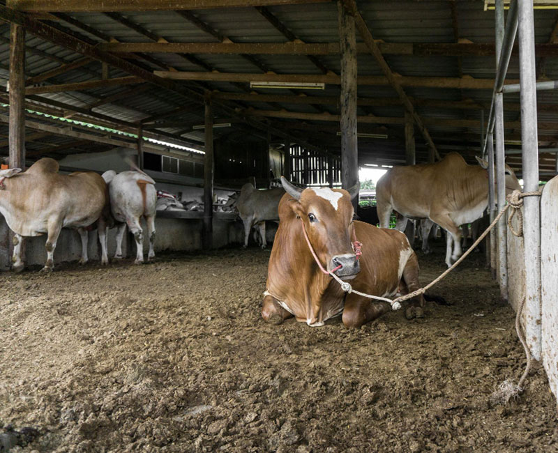 cow-shelter