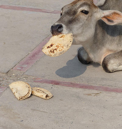first-roti-cow