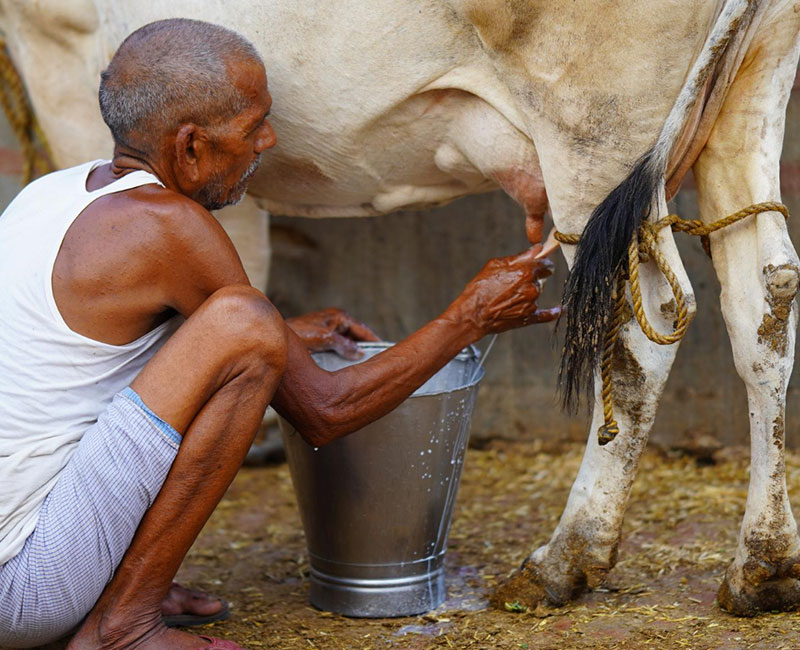 free-milk-distribution